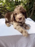 Stuart, a male Goldendoodle for sale in Orlando, FL – 5 of 5