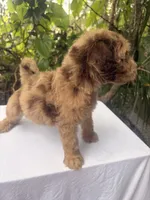 Marvin, a male Goldendoodle for sale in Orlando, FL – 5 of 5