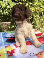 Teddy, a male Goldendoodle for sale in Orlando, FL – Photo 2 of 2