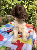 Teddy, a male Goldendoodle for sale in Orlando, FL – Photo 1 of 2