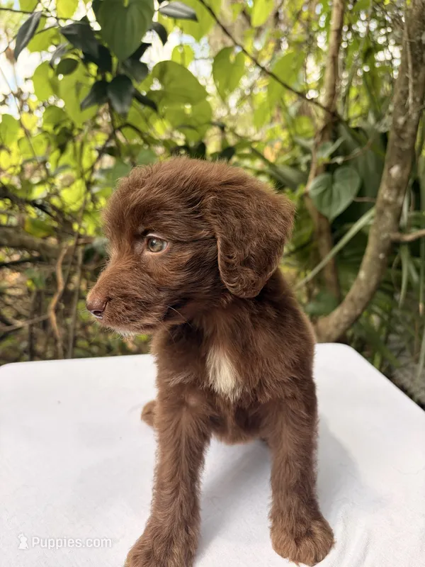 Maple – Goldendoodle puppy for sale in Orlando, FL