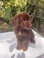 Maple, a female Goldendoodle for sale in Orlando, FL – 5 of 5
