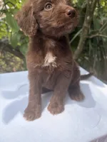 Maple, a female Goldendoodle for sale in Orlando, FL – 3 of 5