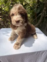 Stuart, a male Goldendoodle for sale in Orlando, FL – 4 of 5