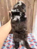 Maple , a female Bernedoodle for sale in Orlando, FL – Photo 5 of 6