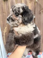 Maple , a female Bernedoodle for sale in Orlando, FL – Photo 4 of 6