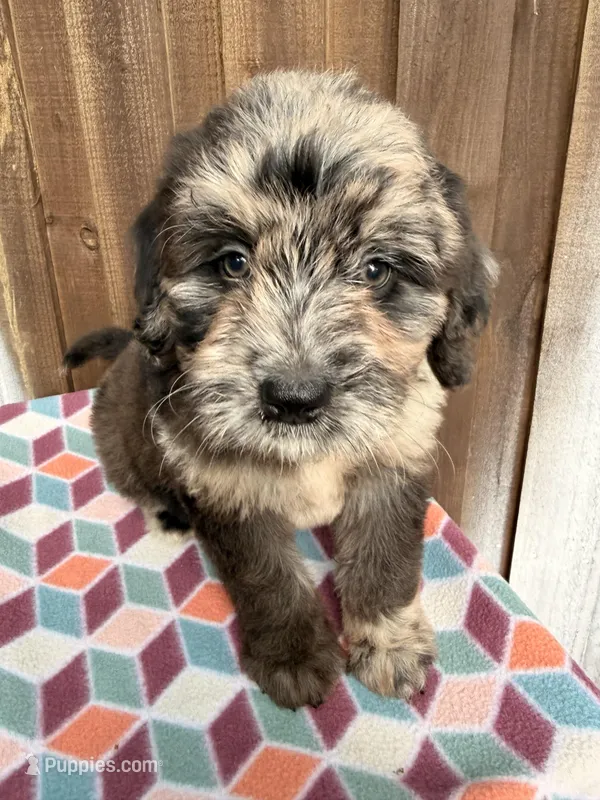 Maple  – Bernedoodle puppy for sale in Orlando, FL