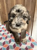 Maple , a female Bernedoodle for sale in Orlando, FL – Photo 1 of 6