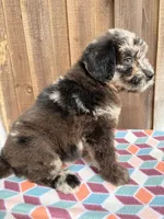 Maple , a female Bernedoodle for sale in Orlando, FL – Photo 6 of 6