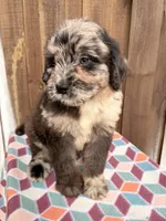 Maple , a female Bernedoodle for sale in Orlando, FL – Photo 2 of 6
