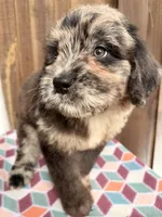 Maple , a female Bernedoodle for sale in Orlando, FL – Photo 3 of 6