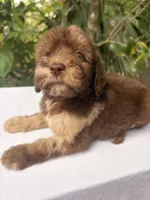 Lila, a female Goldendoodle for sale in Orlando, FL – 3 of 5