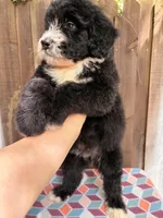 Winnie, a female Bernedoodle for sale in Orlando, FL – Photo 2 of 5