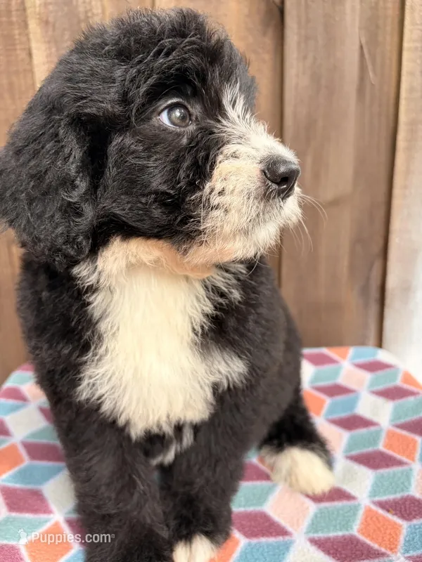Winnie – Bernedoodle puppy for sale in Orlando, FL