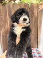 Winnie, a female Bernedoodle for sale in Orlando, FL – Photo 3 of 5