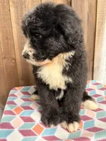 Winnie, a female Bernedoodle for sale in Orlando, FL – Photo 4 of 5