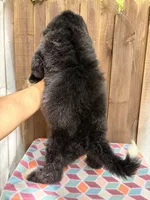 Winnie, a female Bernedoodle for sale in Orlando, FL – Photo 5 of 5