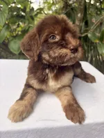 Lila, a female Goldendoodle for sale in Orlando, FL – 1 of 5