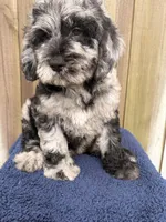 Smokey, a male Goldendoodle for sale in Orlando, FL – Photo 2 of 4