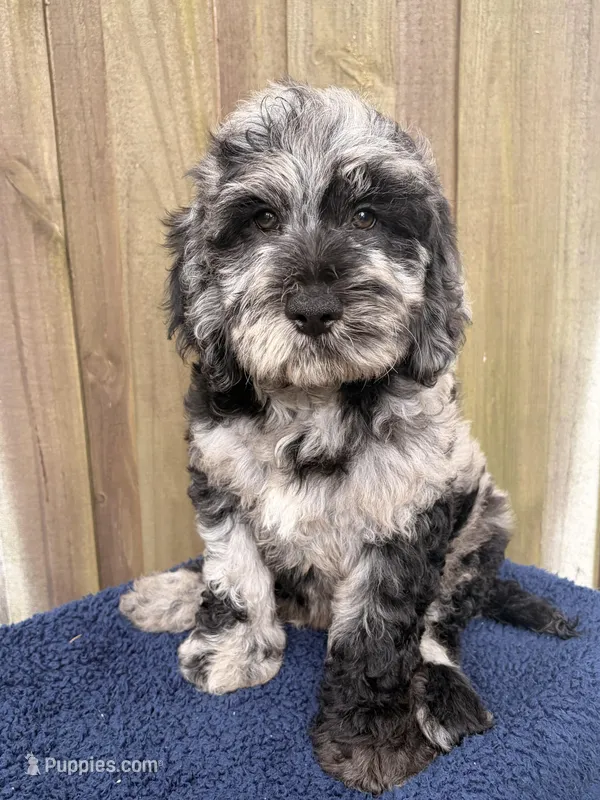 Smokey, a male Goldendoodle for sale in Orlando, FL – Photo 1 of 4