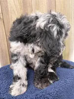 Smokey, a male Goldendoodle for sale in Orlando, FL – Photo 3 of 4