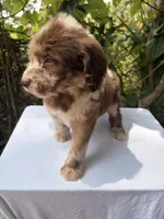 Stuart, a male Goldendoodle for sale in Orlando, FL – 3 of 5