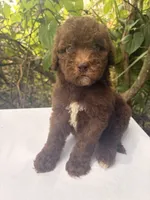 Liberty, a female Goldendoodle for sale in Orlando, FL – 3 of 3