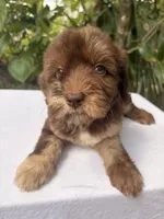 Lila, a female Goldendoodle for sale in Orlando, FL – 2 of 5