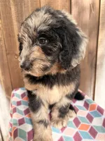 Bruno, a male Bernedoodle for sale in Orlando, FL – Photo 3 of 4