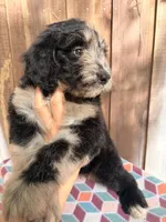 Bruno, a male Bernedoodle for sale in Orlando, FL – Photo 4 of 4