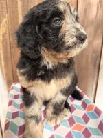 Bruno, a male Bernedoodle for sale in Orlando, FL – Photo 2 of 4