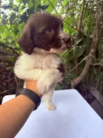 Bruno, a male Goldendoodle for sale in Orlando, FL – 4 of 4