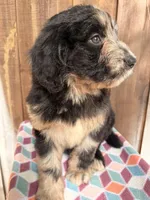 Bruno, a male Bernedoodle for sale in Orlando, FL – Photo 4 of 5