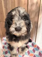 Bruno, a male Bernedoodle for sale in Orlando, FL – Photo 2 of 5