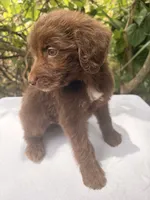 Maple, a female Goldendoodle for sale in Orlando, FL – 2 of 5