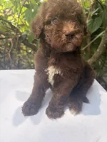 Liberty, a female Goldendoodle for sale in Orlando, FL – 2 of 3