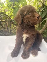 Liberty, a female Goldendoodle for sale in Orlando, FL – 1 of 3