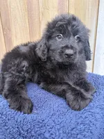 Cooper, a male Goldendoodle for sale in Orlando, FL – 4 of 5