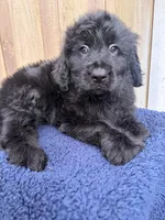 Cooper, a male Goldendoodle for sale in Orlando, FL – 3 of 5