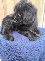 Cooper, a male Goldendoodle for sale in Orlando, FL – 1 of 5
