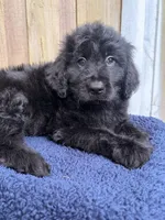 Cooper, a male Goldendoodle for sale in Orlando, FL – 2 of 5