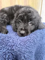 Cooper, a male Goldendoodle for sale in Orlando, FL – 5 of 5