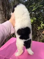 processed/664d43aa-08d0-476a-bd1b-316d98d71ac7/listing/9414d1e7-316f-4887-8751-8fecae01532e/60982493-04df-4872-a91d-284142107c67