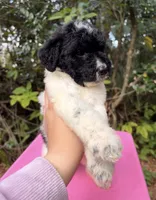 processed/664d43aa-08d0-476a-bd1b-316d98d71ac7/listing/9414d1e7-316f-4887-8751-8fecae01532e/dce14ebf-b3d8-40d4-aff1-5ae3db6541ff