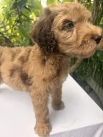 Marvin, a male Goldendoodle for sale in Orlando, FL – 2 of 5