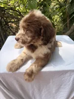 Stuart, a male Goldendoodle for sale in Orlando, FL – 1 of 5