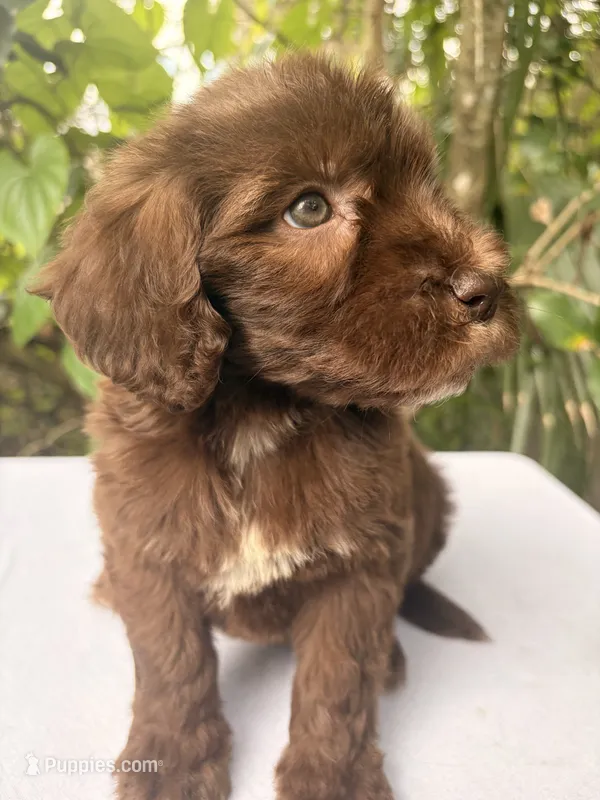 Luna  – Goldendoodle puppy for sale in Orlando, FL