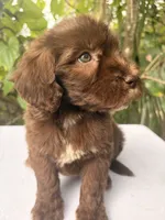 Luna , a female Goldendoodle for sale in Orlando, FL – 1 of 4