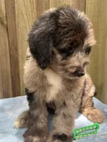 Rocky, a male Bernedoodle for sale in Orlando, FL – Photo 7 of 9