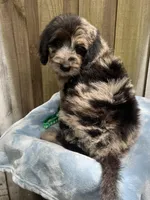 Rocky, a male Bernedoodle for sale in Orlando, FL – Photo 9 of 9